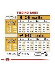 GOLDEN RETRIVER PUPPY KG.3 2