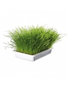 Gimcat Erba Gatto a Crescita Rapida Gr.100 Erba per Gatti 2