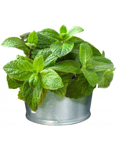 Gimcat Mint Tips 40 Gr Snack per Gatti