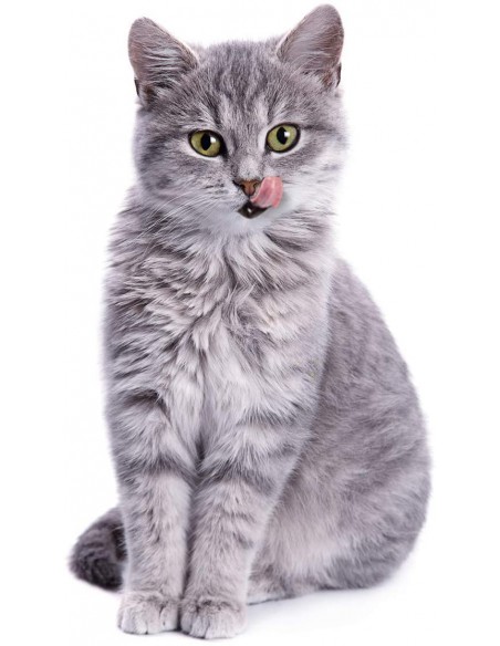 Gimcat Milk Bits 40 Gr Snack per Gatti