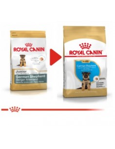 GERMAN SHEPERD junior KG.3 2