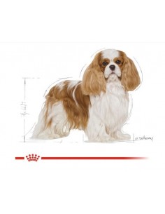 Royal Canin Cavalier King kg 1,5 . Alimento Per Cani 2