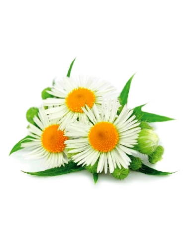 Cliffi Salviette Dental Cleaners 20 pz Salviette per l'igiene Dentale