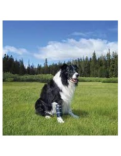 Balto Bt Bone Tutore Per Fratture Misura Medium  . Accessori Medicali Per Cani 2