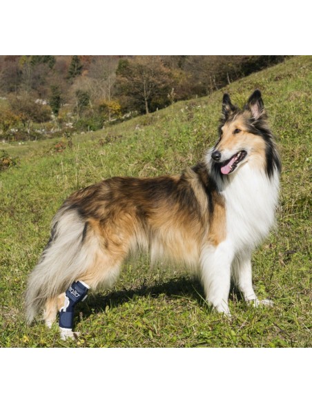 Balto BT Hock Tutore Per Garretto Misura Large . Accessori Medicali Per Cani