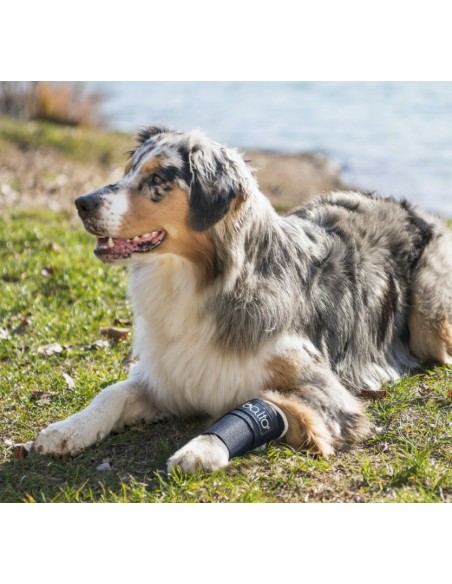 Balto Bt Joint Tutore Del Carpo Misura Medium . Accessori Medicali Per Cani