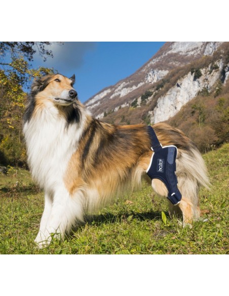 Balto BT Jump Tutore per il Ginocchio Sinistro Misura Medium. Accessori Medicali Per Il Cane