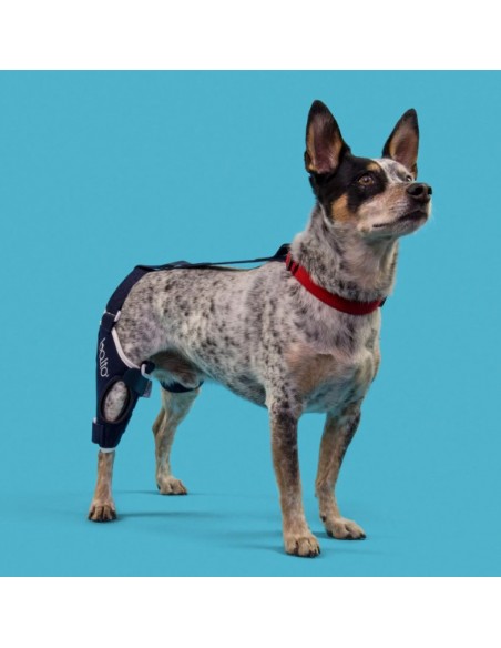 Balto BT Jump Tutore per il Ginocchio Sinistro Misura Medium. Accessori Medicali Per Il Cane