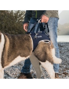 Balto Bt Life Tutore Per Displasia Anca Misura Media . Accessori Medicali Per Cani 2