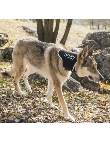 Balto BT Neck Black Eco Collare Rigido Taglia Medium . Accessori Medicali Per Cani