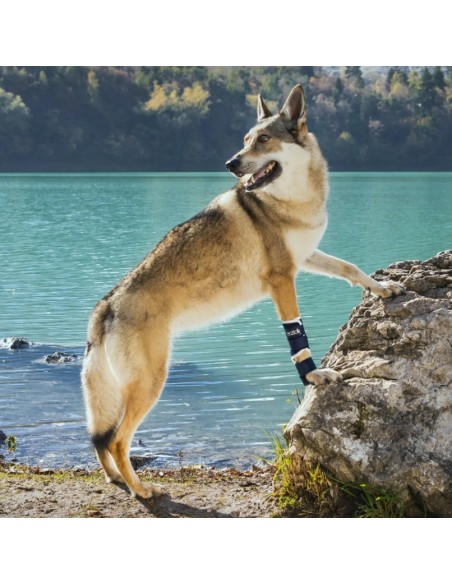 Balto Bt Splint Tutore Per Lassità Misura Small. Accessori Medicali Per Cani