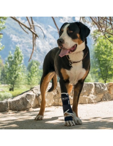 Balto Bt Splint Tutore Per Lassità Misura Xsmall. Accessori Medicali Per Cani