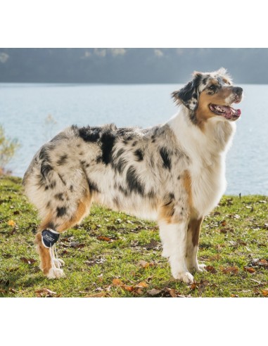 Balto BT Pull Tutore Per Iperflessione Taglia Large . Accessori Medicali Per Cani