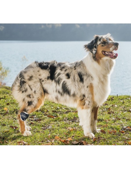 Balto BT Pull Tutore Per Iperflessione Taglia Small . Accessori Medicali Per Cani