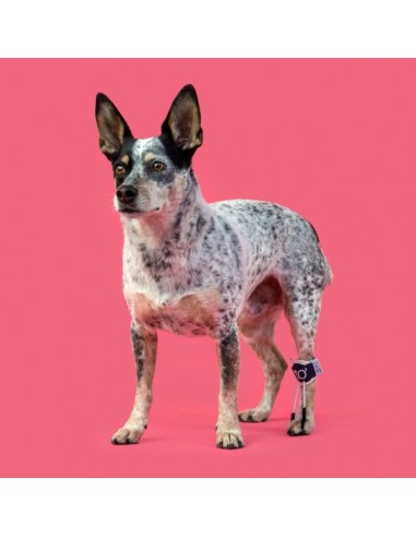 Balto BT Pull Tutore Per Iperflessione Taglia Small . Accessori Medicali Per Cani