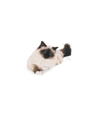 Royal Canin Hairball Care Secco, Gatto kg 2. Cibo Secco Per Gatti