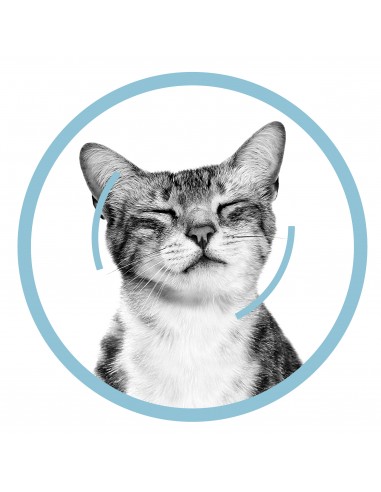 Royal Canin Sensory Feel in Salsa gr 85. Cibo Umido Per Gatti