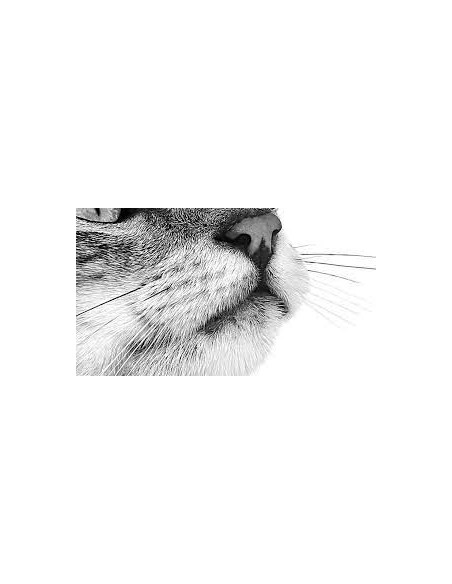 Royal Canin Sensory Taste in Gelatina gr 85. Cibo Umido Per Gatti