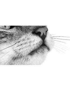 Royal Canin Sensory Taste in Salsa gr 85. Cibo Umido Per Gatti 2