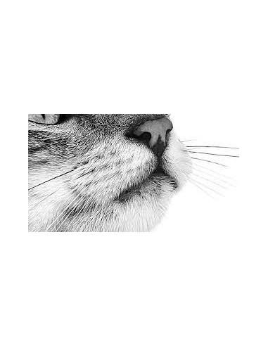 Royal Canin Sensory Taste in Salsa gr 85. Cibo Umido Per Gatti