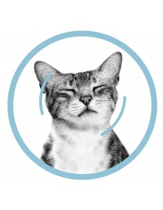 Royal Canin Sensory Smell in Salsa gr 85. Cibo Umido Per Gatti 2