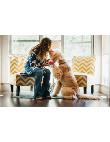 Gioco rose peluche. gioco per cani