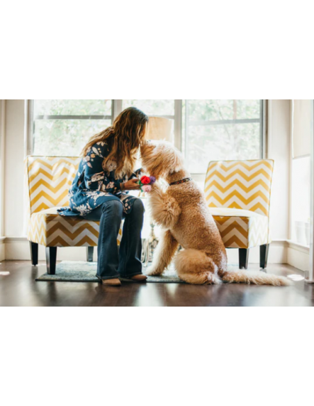 Gioco rose peluche. gioco per cani