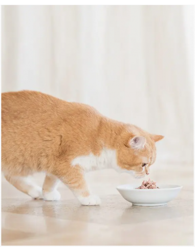 Schesir Tonnetto Con Lampuga gr 85. Cibo Umido Per Gatti