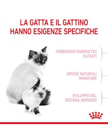 Royal Canin Mother and Baby cat kg 2. Cibo Per Gattini