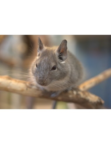 Cliffi Sand kg 1. Sabbia Da Bagno Per cincillà