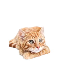 Petreet Monoproteico Tonno Con Fagiolini   GR.60 MP21. Cibo Umido Per gatti 2