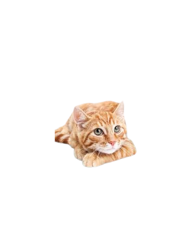 Petreet Natura Le Vellutate Pollo e Carote gr 70. A75. Cibo Umido Per gatti