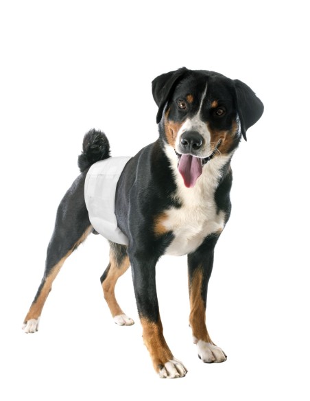 Pannolini Fascia Elastica Cani Maschi Misura Small . Igienici Per cani