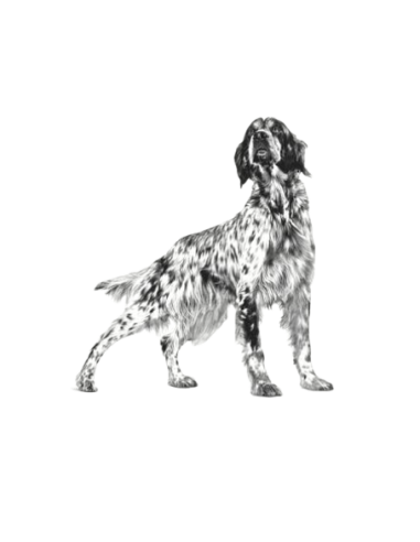 Gastrointestinal Low Fat gr 410. Diete- Cibo Umido Per Cani