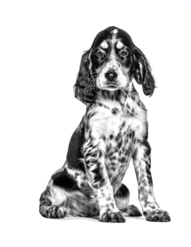 Gastrointestinal Dog Puppy gr 195. Diete -Puppy