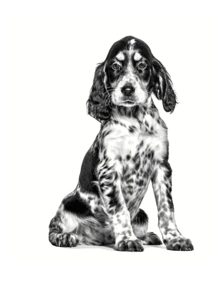 Gastrointestinal Dog Puppy gr 195. Diete -Puppy