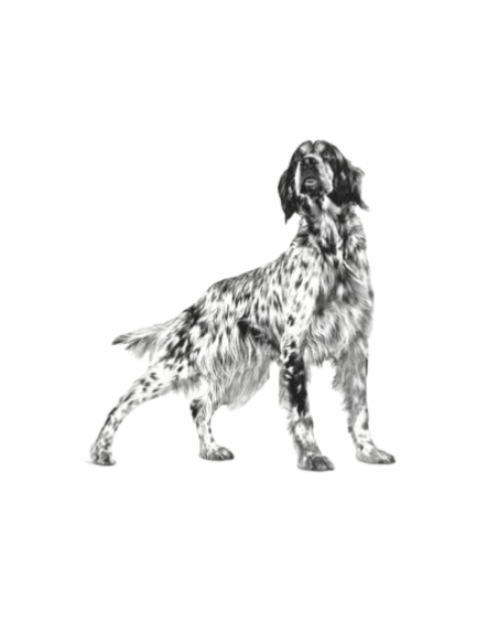 Diabetic Special Low Carbohydrate gr 410. Diete Per cani