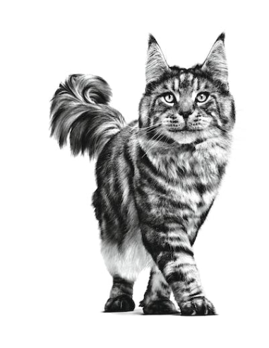 Renal Cat kg 4. Diete Cibo Secco  Per gatti