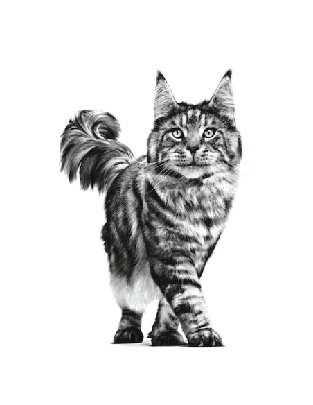 Renal Select Cat Gr 400. Diete Secco Per Gatti