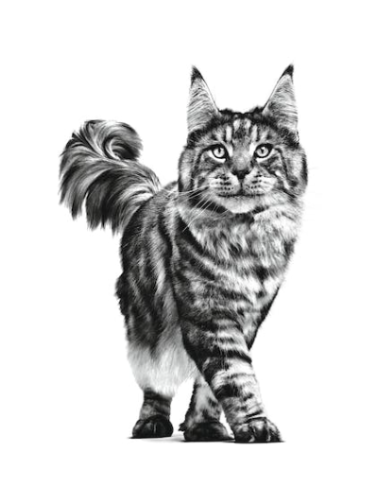 Renal Select Cat kg 2 Diete Secco Per Gatti