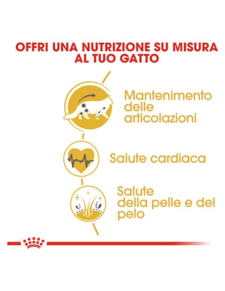 Maine Coon kg 2. Royal Canin. Cibo Secco Per Cani