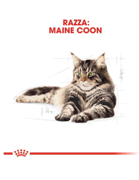 Maine Coon kg 2. Royal Canin. Cibo Secco Per Cani