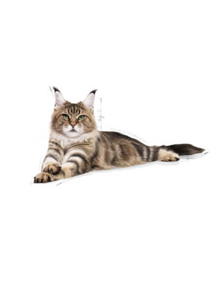 Maine Coon kg 2. Royal Canin. Cibo Secco Per Cani
