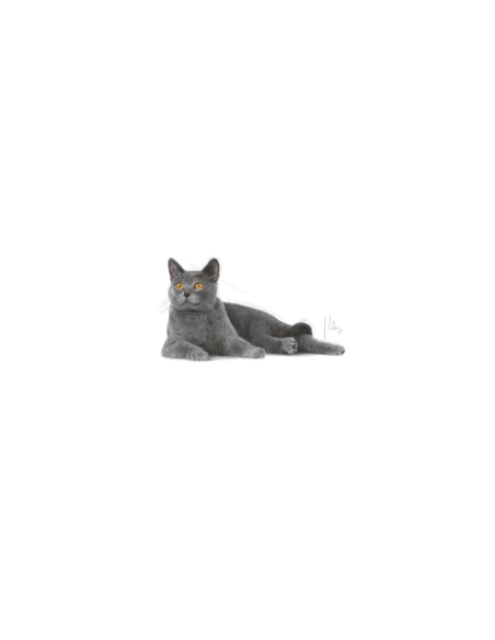 Oral Care kg 1,5 . Cibo Secco Per Gatti
