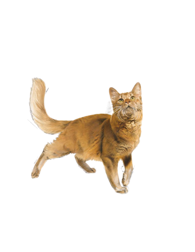 Fit 32 kg 2. Cibo Secco Per Gatti