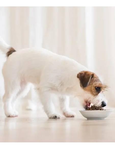 Schesir Small Pesce kg 2. Cibo Secco Per Cani