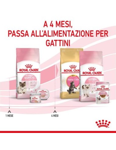 Mother And Baby Cat kg 4. Cuccioli di gatto