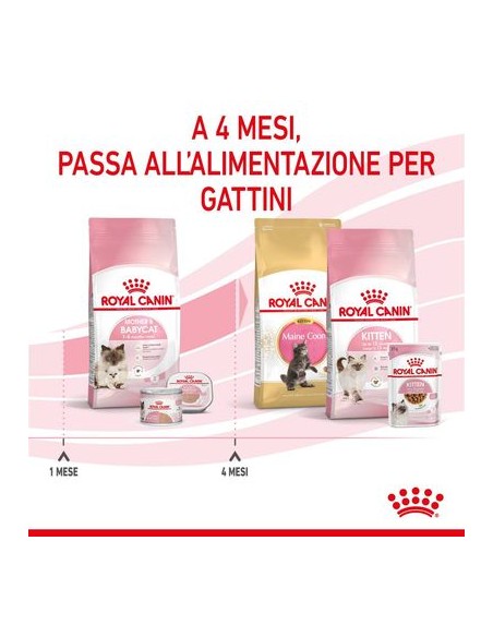 Mother And Baby Cat kg 4. Cuccioli di gatto