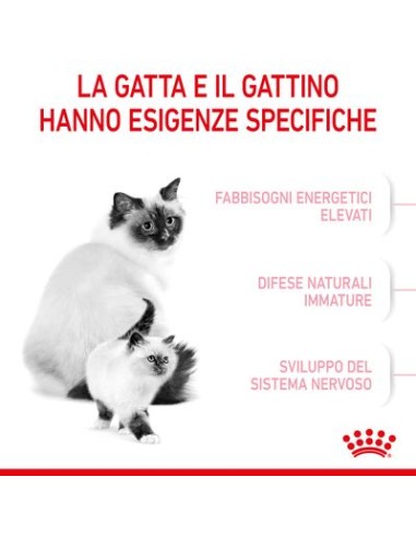 Mother And Baby Cat kg 4. Cuccioli di gatto