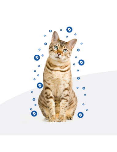 HILL'S Feline Z/D Kg.3. Secco Diete Per Gatti